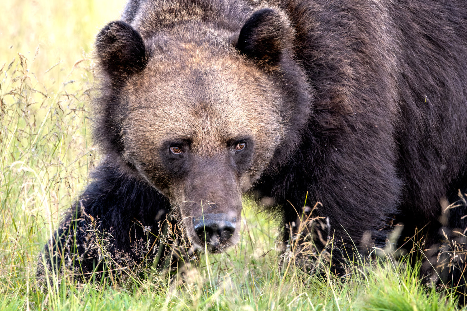 Faune