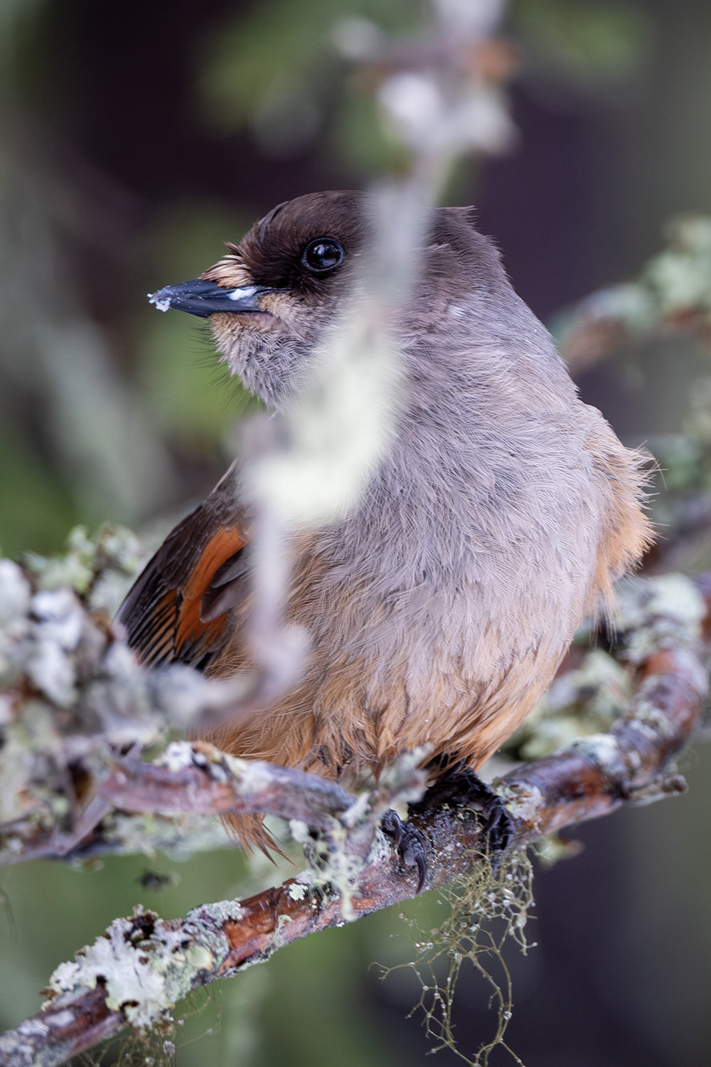 Siberian Jay