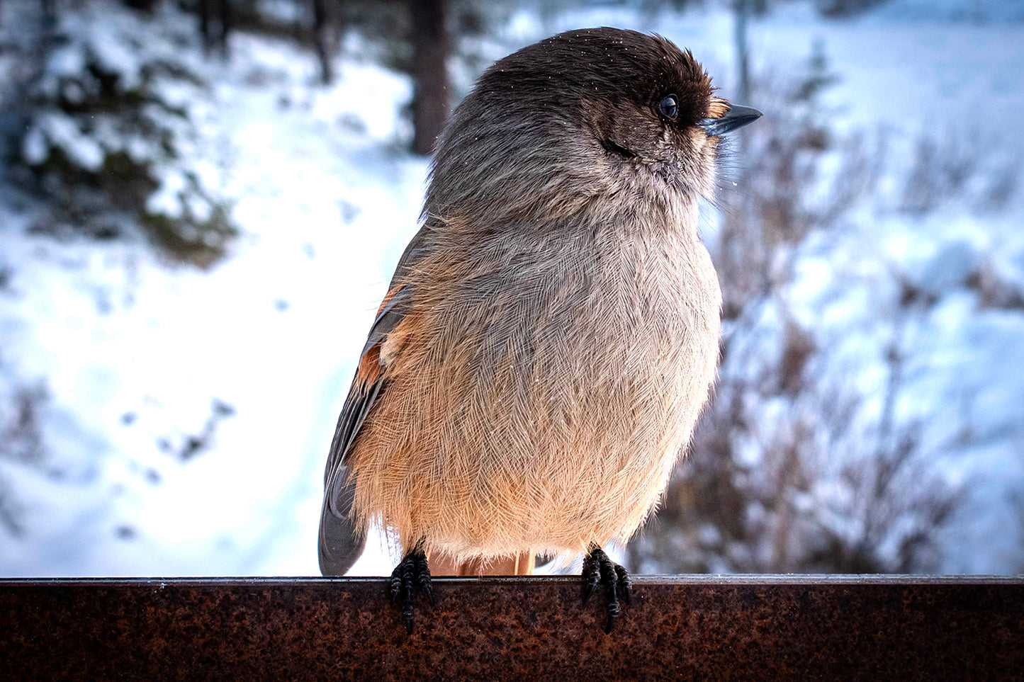 Mésangeai imitateur