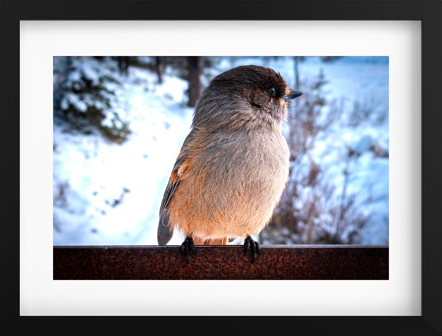 Mésangeai imitateur