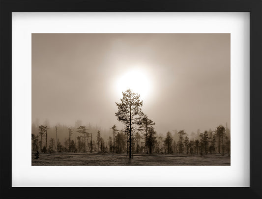 L'arbre