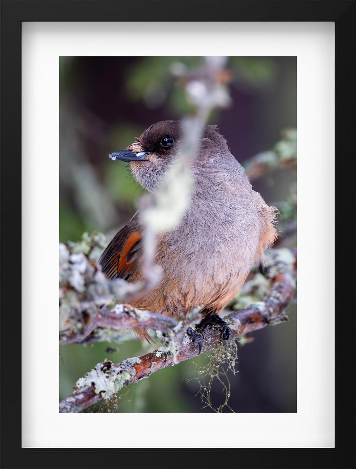 Siberian Jay