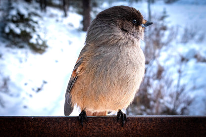 Mésangeai imitateur