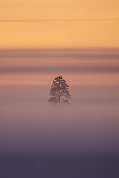 Tree in the mist