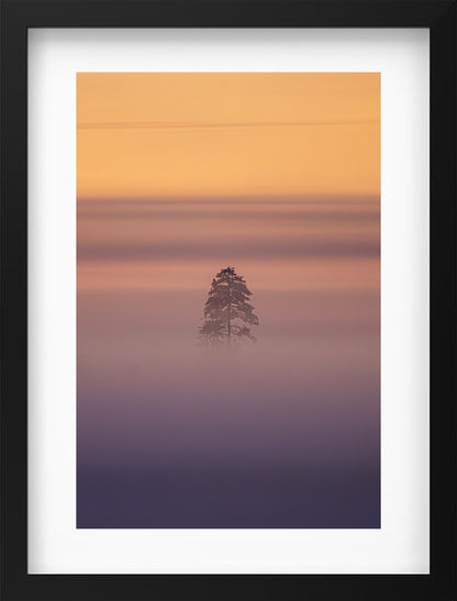 Tree in the mist