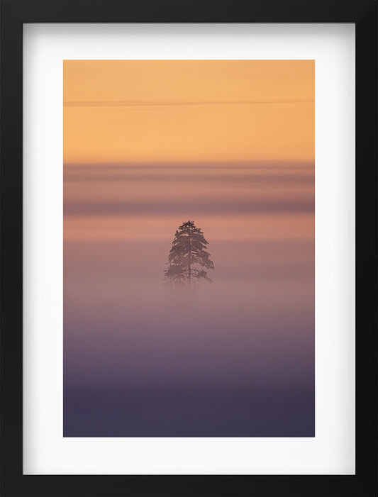 Tree in the mist