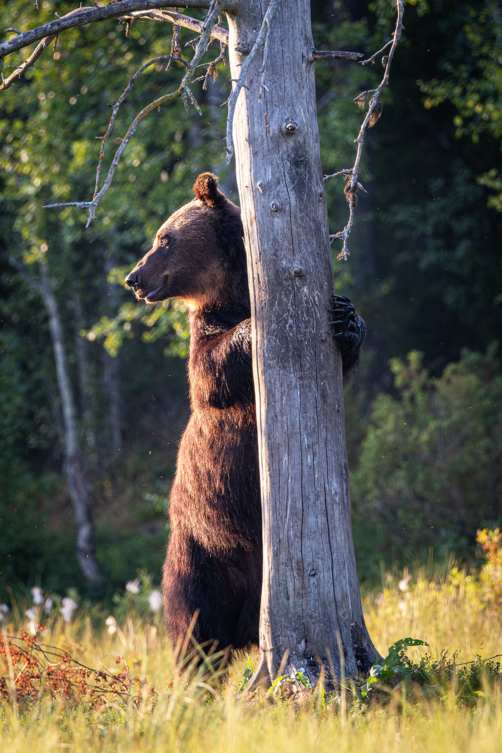 L'ours et son arbre